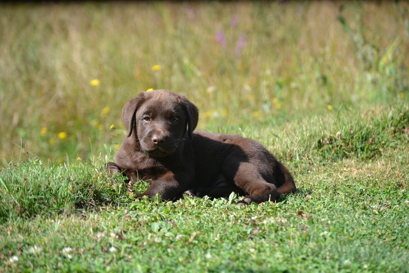 Sologne Hunters's - Chiot disponible  - Labrador Retriever