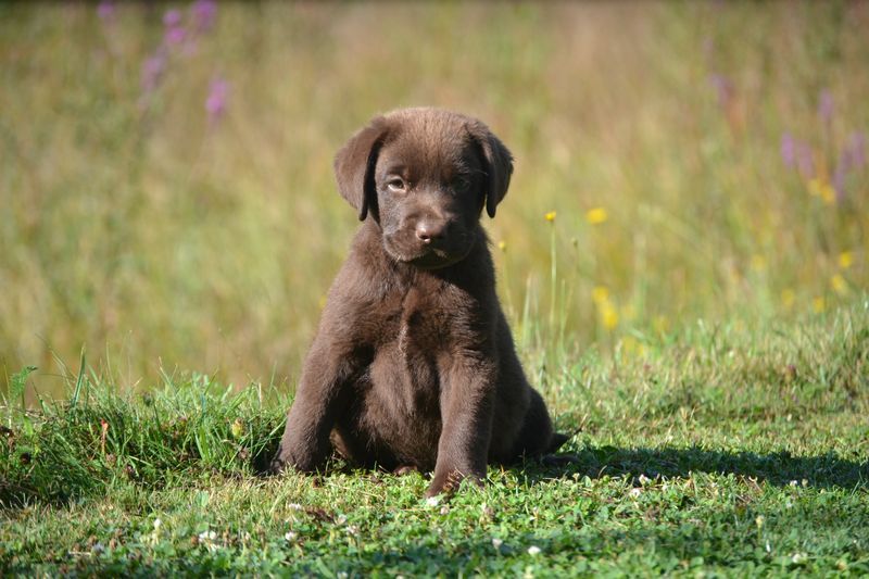 Sologne Hunters's - Chiot disponible  - Labrador Retriever