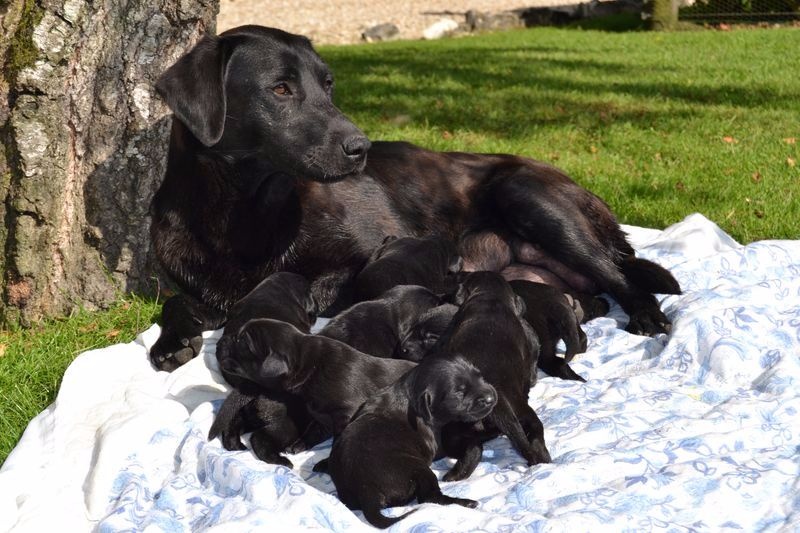 chiot Labrador Retriever Sologne Hunters's