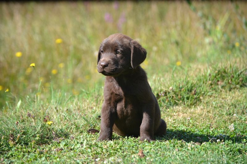 Sologne Hunters's - Chiot disponible  - Labrador Retriever