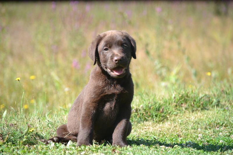 Sologne Hunters's - Chiot disponible  - Labrador Retriever