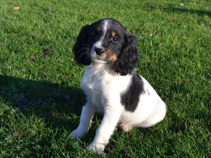 Sologne Hunters's - Chiot disponible  - English Springer Spaniel