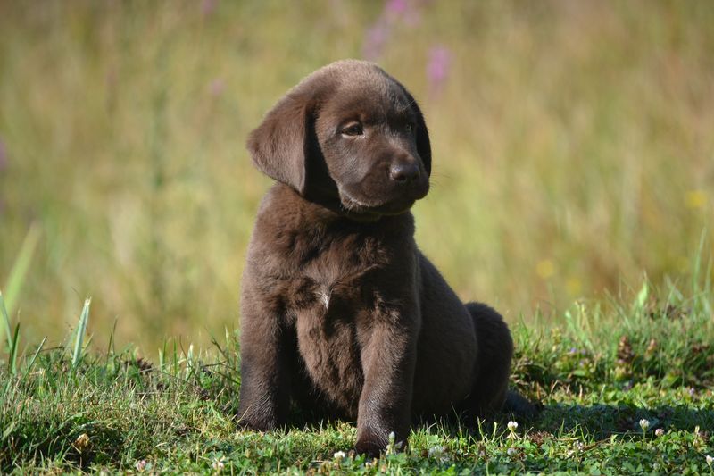 Sologne Hunters's - Chiot disponible  - Labrador Retriever