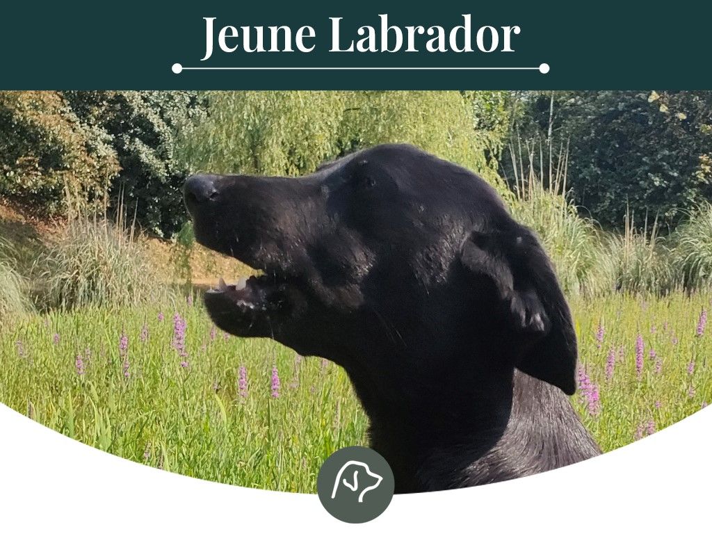 Sologne Hunters's - Chiot disponible  - Labrador Retriever