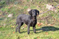 Jeune chien débourré chasse