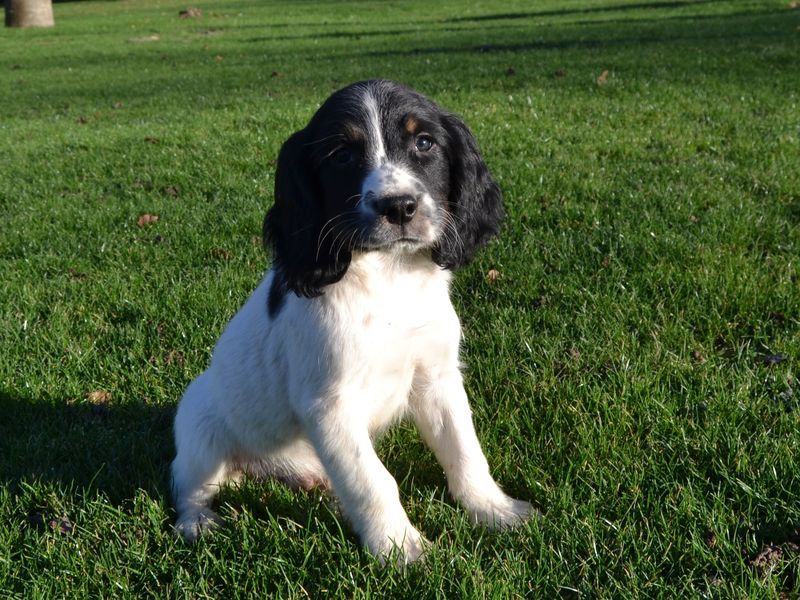 Sologne Hunters's - Chiot disponible  - English Springer Spaniel