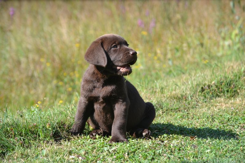 Sologne Hunters's - Chiot disponible  - Labrador Retriever