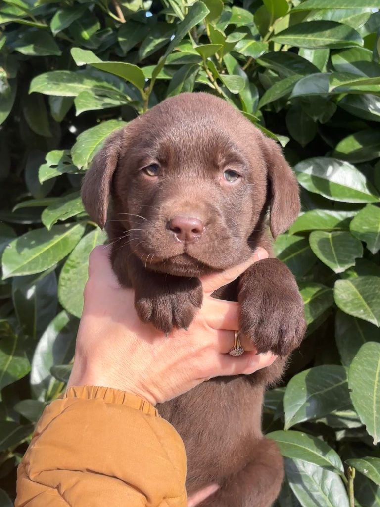 Sologne Hunters's - Chiot disponible  - Labrador Retriever