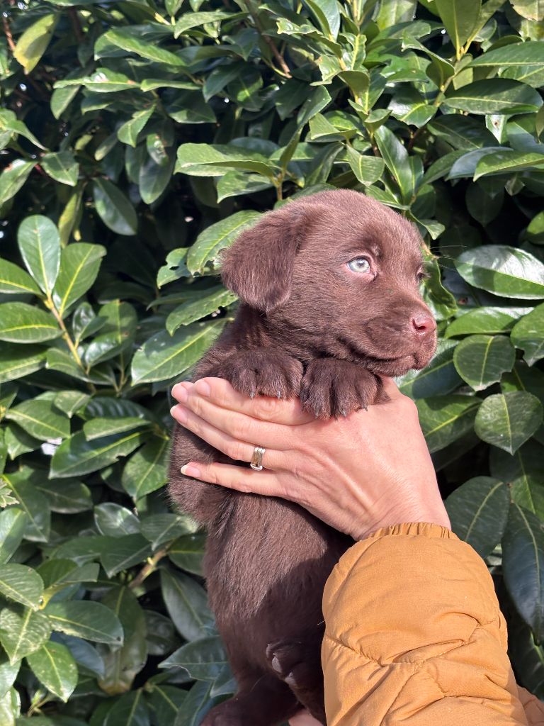 Sologne Hunters's - Chiot disponible  - Labrador Retriever