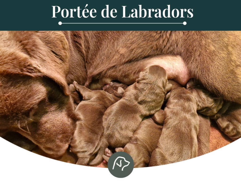 chiot Labrador Retriever Sologne Hunters's
