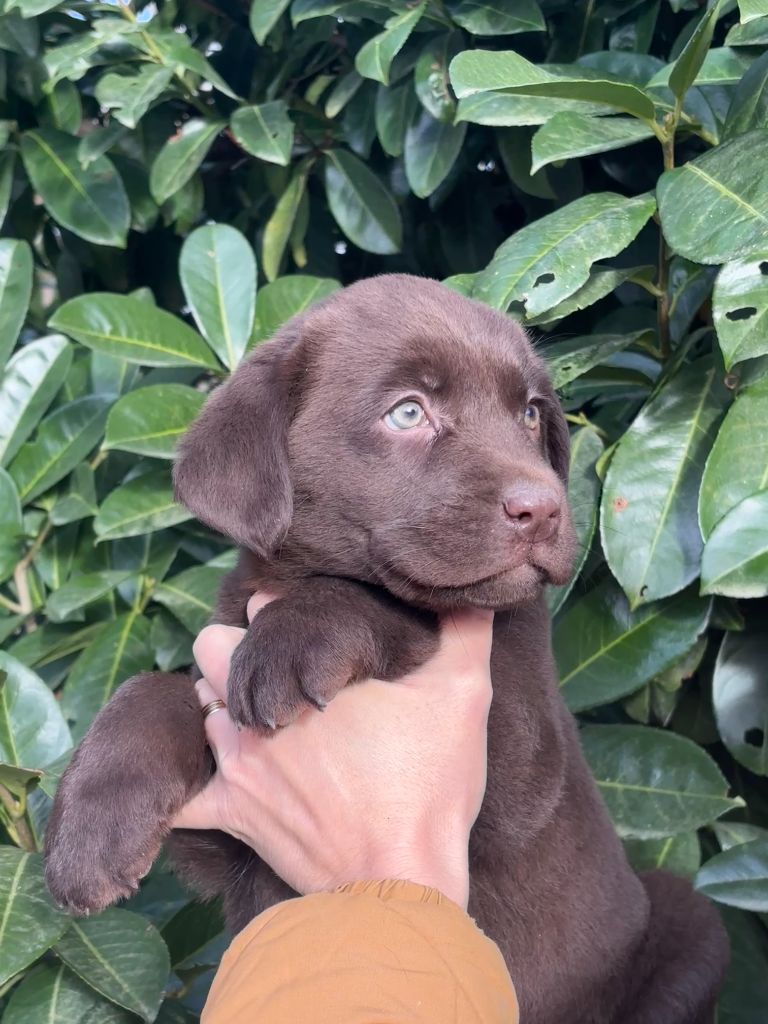 Sologne Hunters's - Chiot disponible  - Labrador Retriever