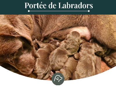 Sologne Hunters's - Labrador Retriever - Portée née le 31/12/2023