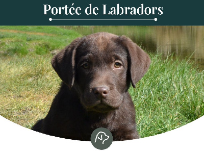 Sologne Hunters's - Labrador Retriever - Portée née le 21/06/2024