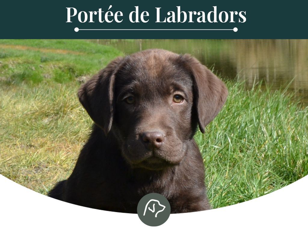 chiot Labrador Retriever Sologne Hunters's