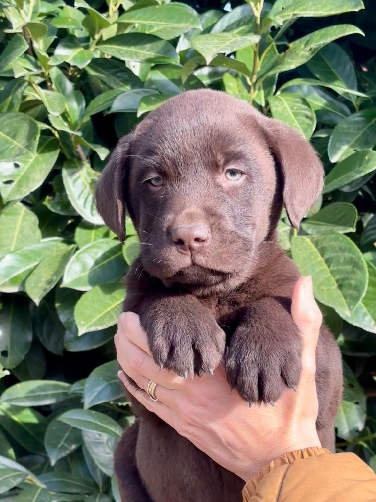 Sologne Hunters's - Chiot disponible  - Labrador Retriever