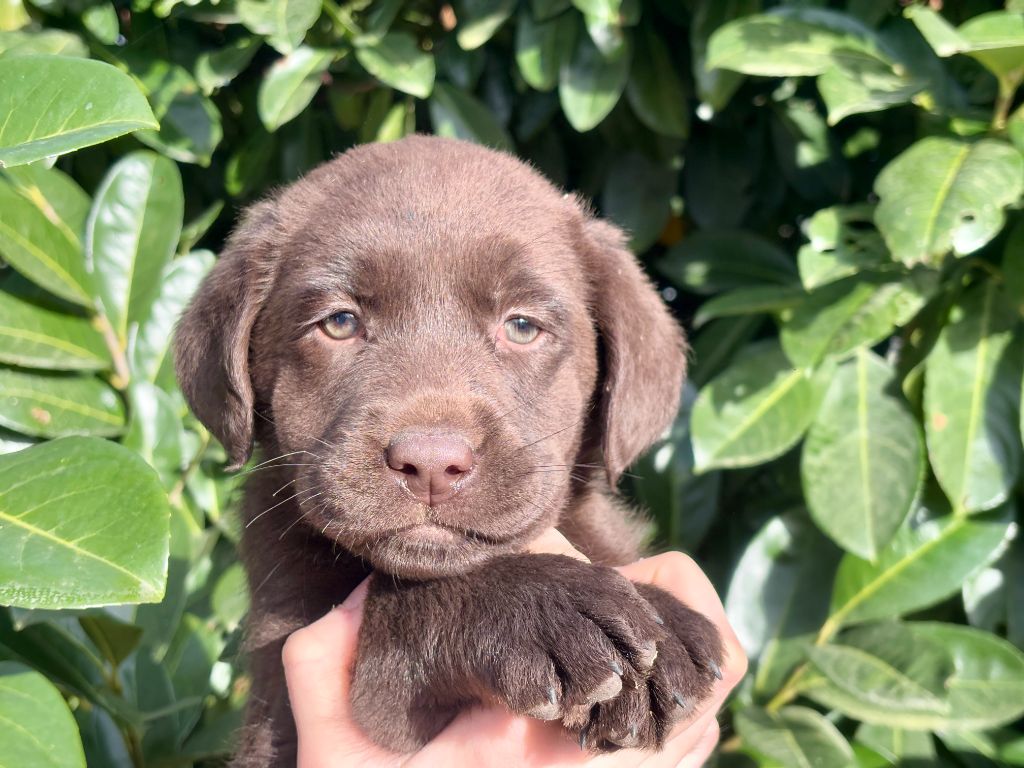 Sologne Hunters's - Chiot disponible  - Labrador Retriever