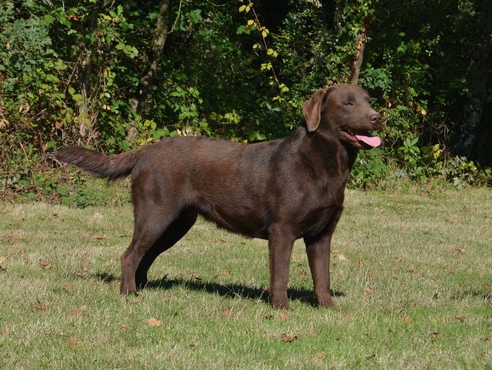 Sologne Hunters's Mademoiselle