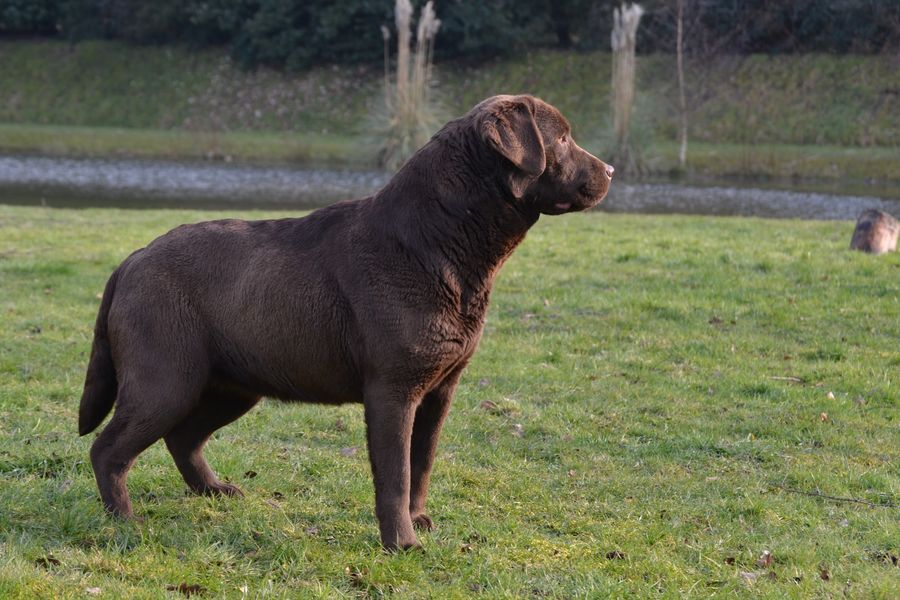 Sologne Hunters's Mizzie