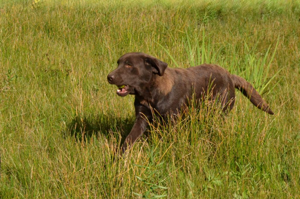 Sologne Hunters's Ness