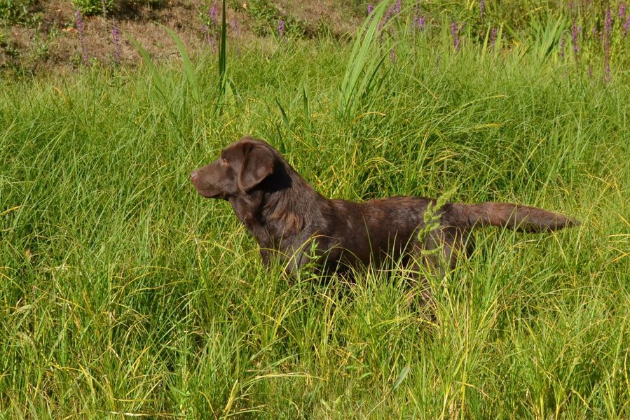 Sologne Hunters's Naska