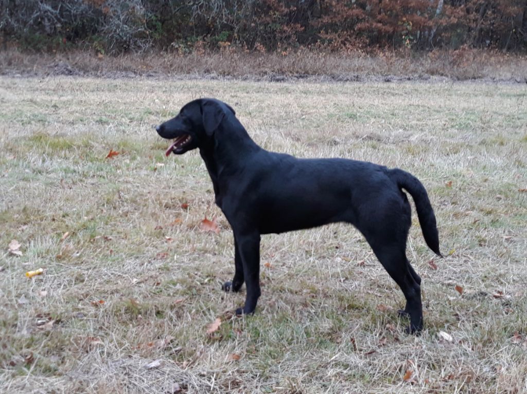 Sologne Hunters's Nova girl