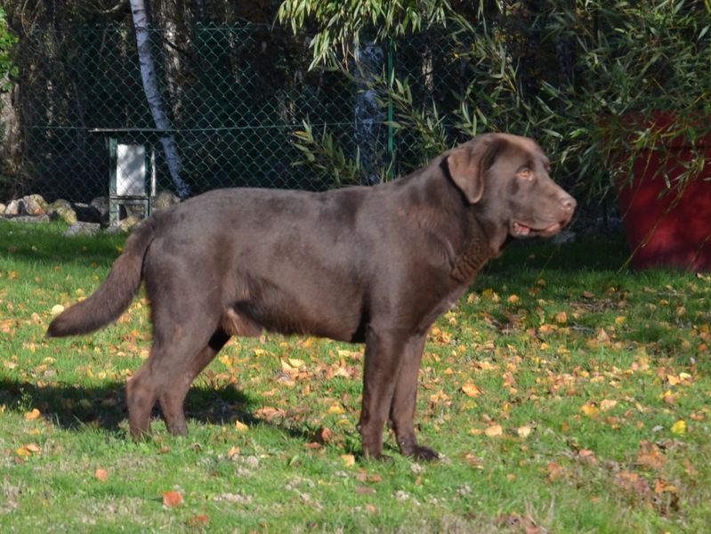 Sologne Hunters's Orion