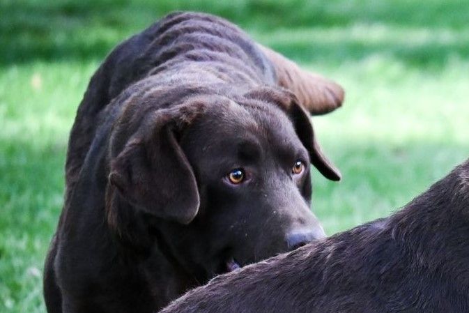 Sologne Hunters's Orka