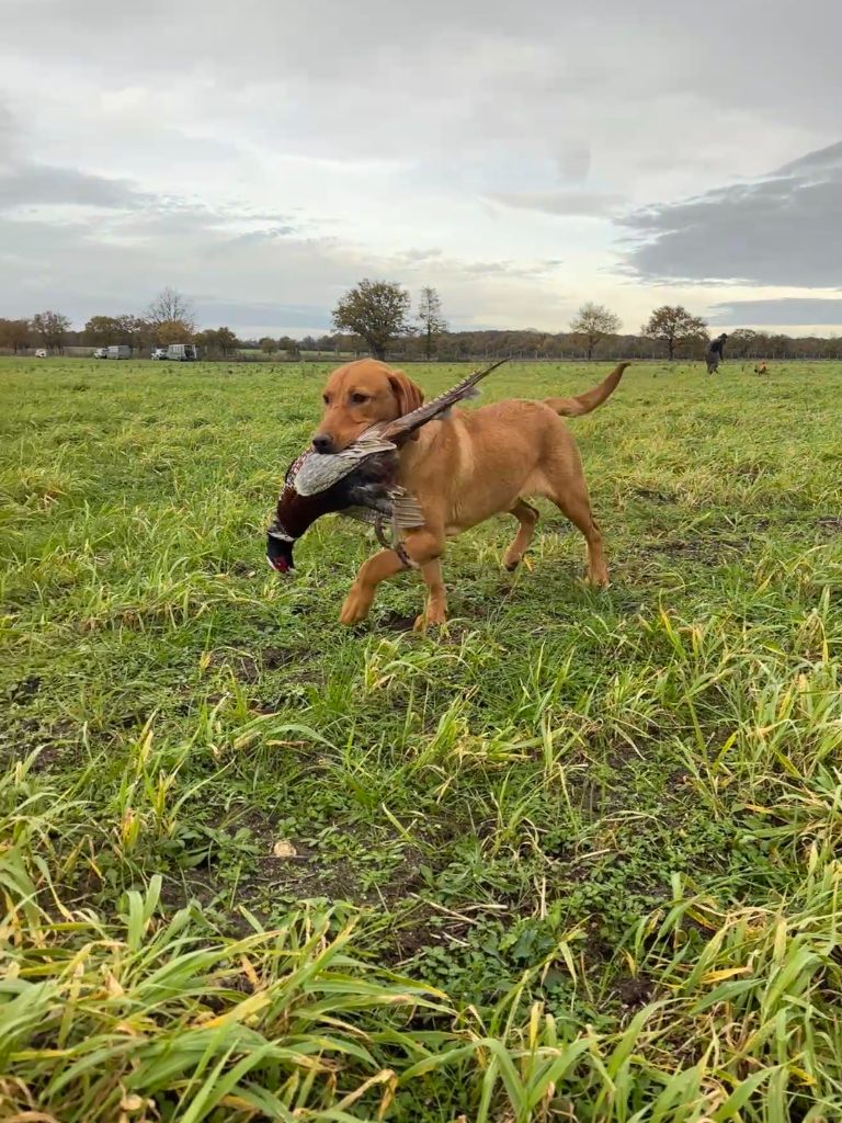 Vito Sologne Hunters's