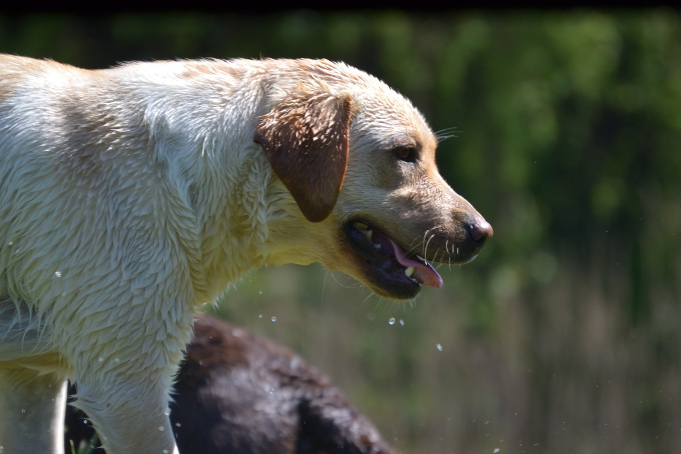 Unity Du prieur de la roche