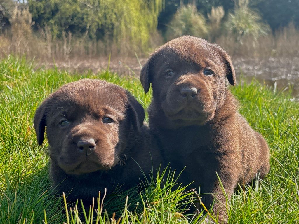 Les chocolats