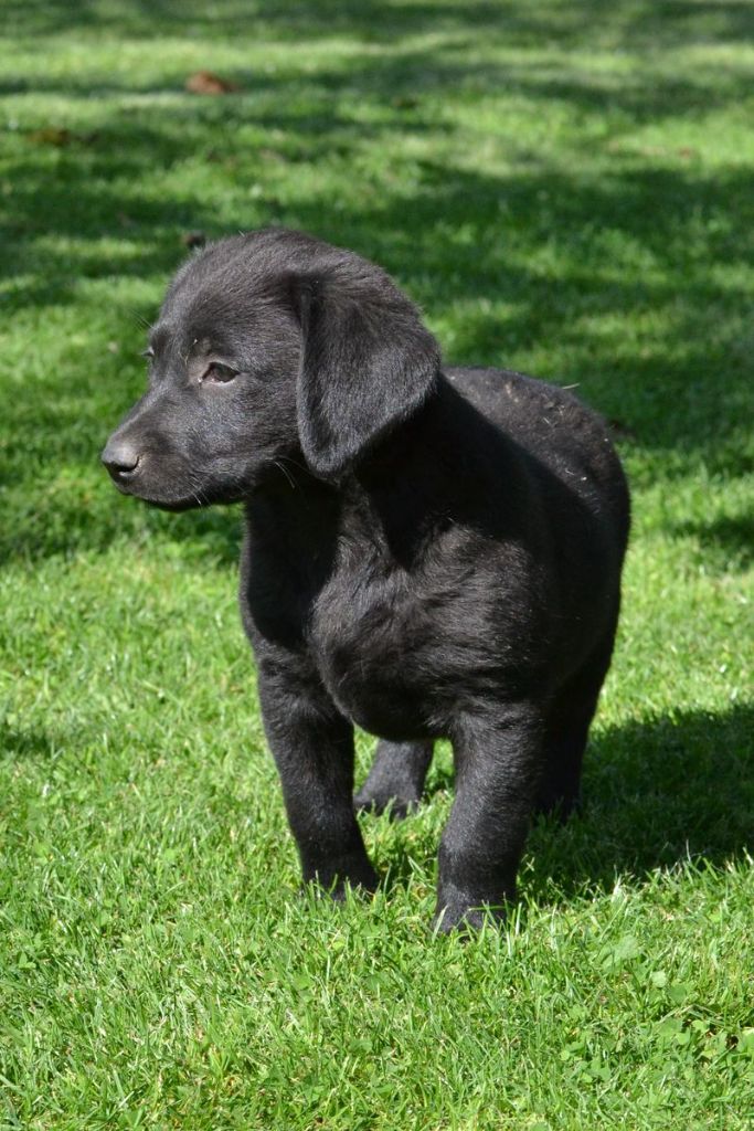 Sologne Hunters's - Chiots disponibles - Labrador Retriever