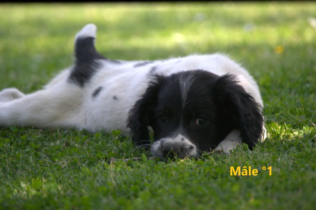 Sologne Hunters's - Chiots disponibles - English Springer Spaniel