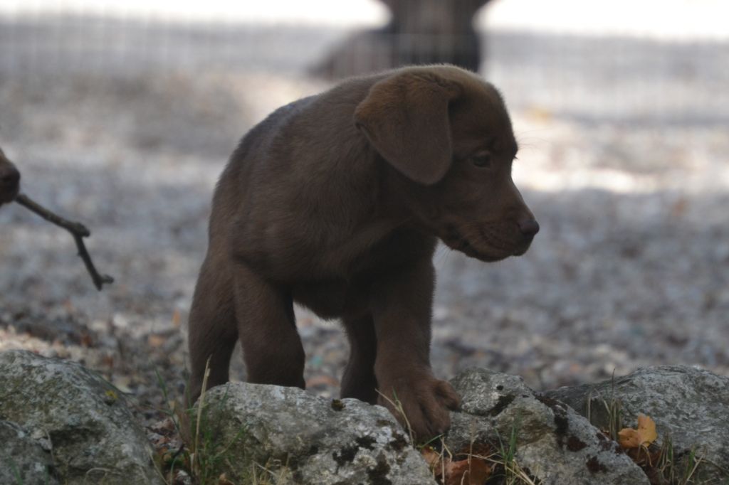 Sologne Hunters's - Chiots disponibles - Labrador Retriever