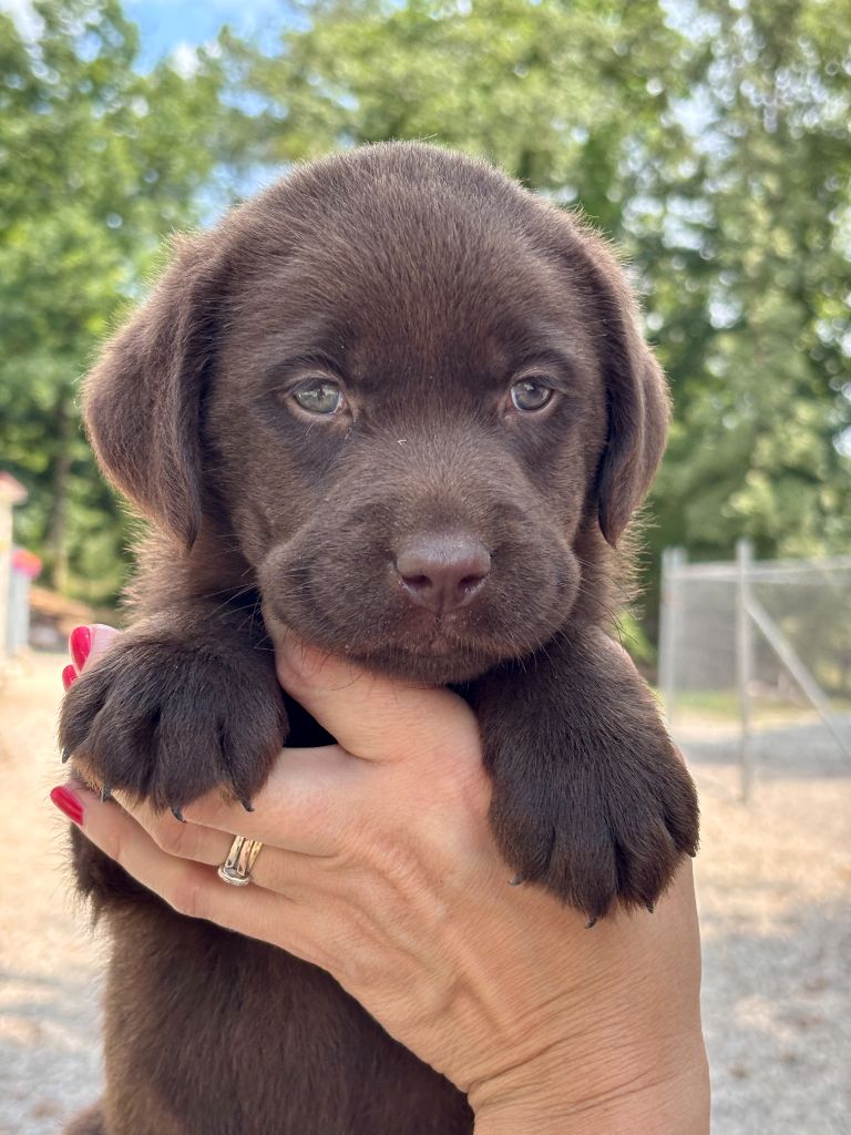 Sologne Hunters's - Chiots disponibles - Labrador Retriever