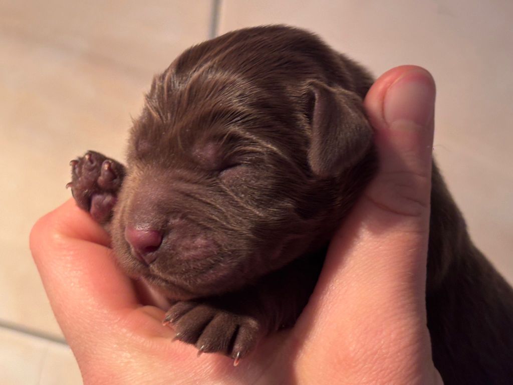 Sologne Hunters's - Chiots disponibles - Labrador Retriever
