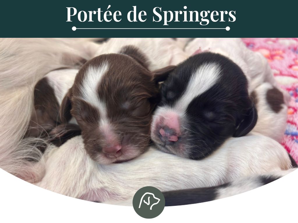 Sologne Hunters's - English Springer Spaniel - Portée née le 24/08/2025