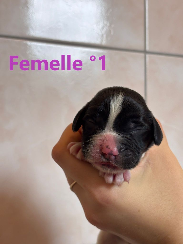 Sologne Hunters's - Chiots disponibles - English Springer Spaniel