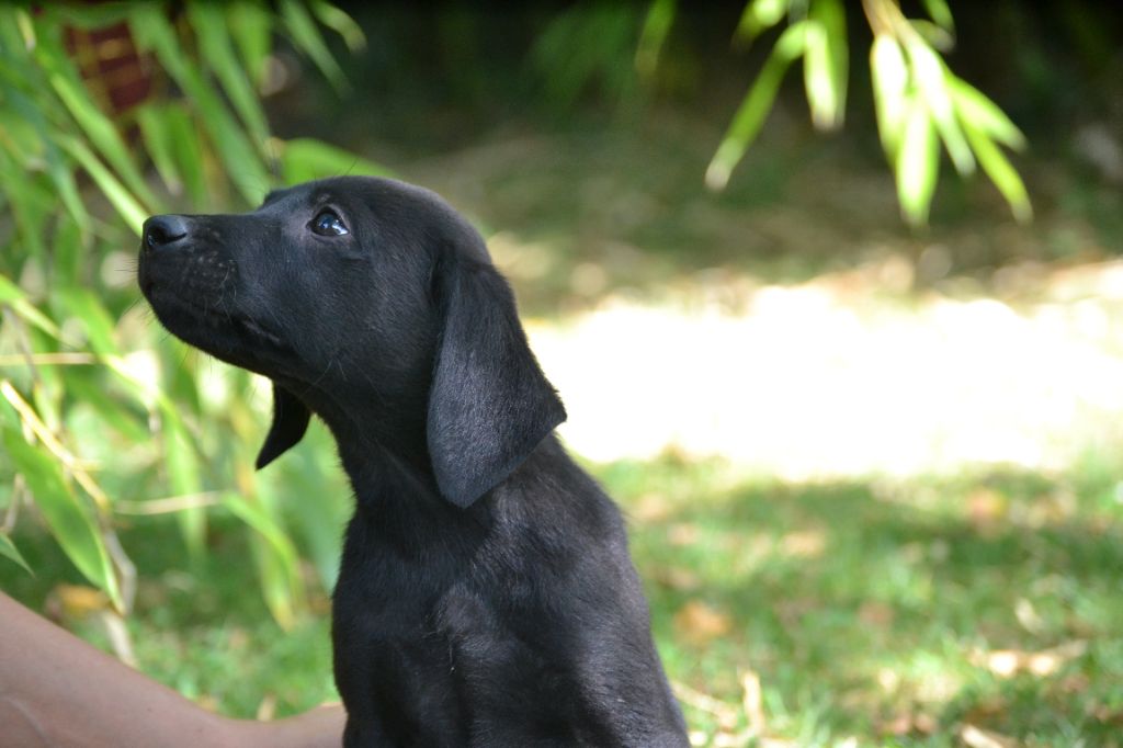 Sologne Hunters's - Chiots disponibles - Labrador Retriever