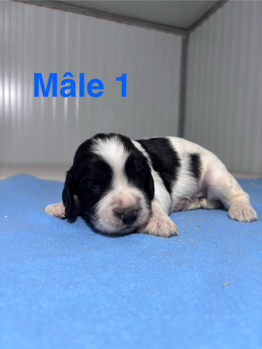 Sologne Hunters's - Chiots disponibles - English Springer Spaniel