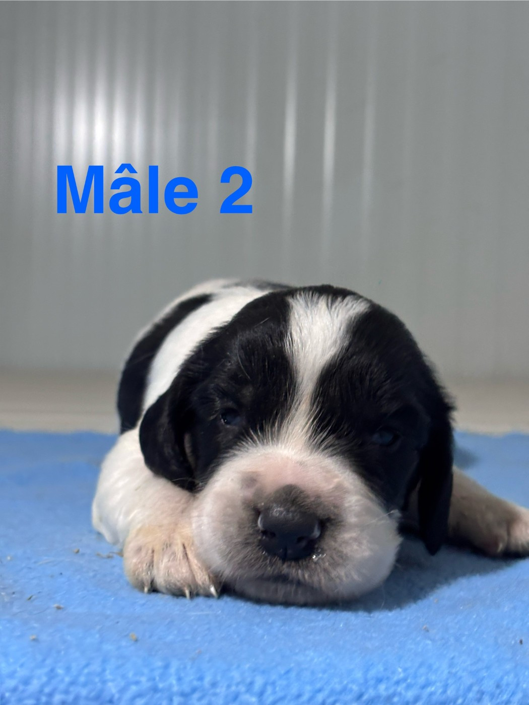 Sologne Hunters's - Chiots disponibles - English Springer Spaniel