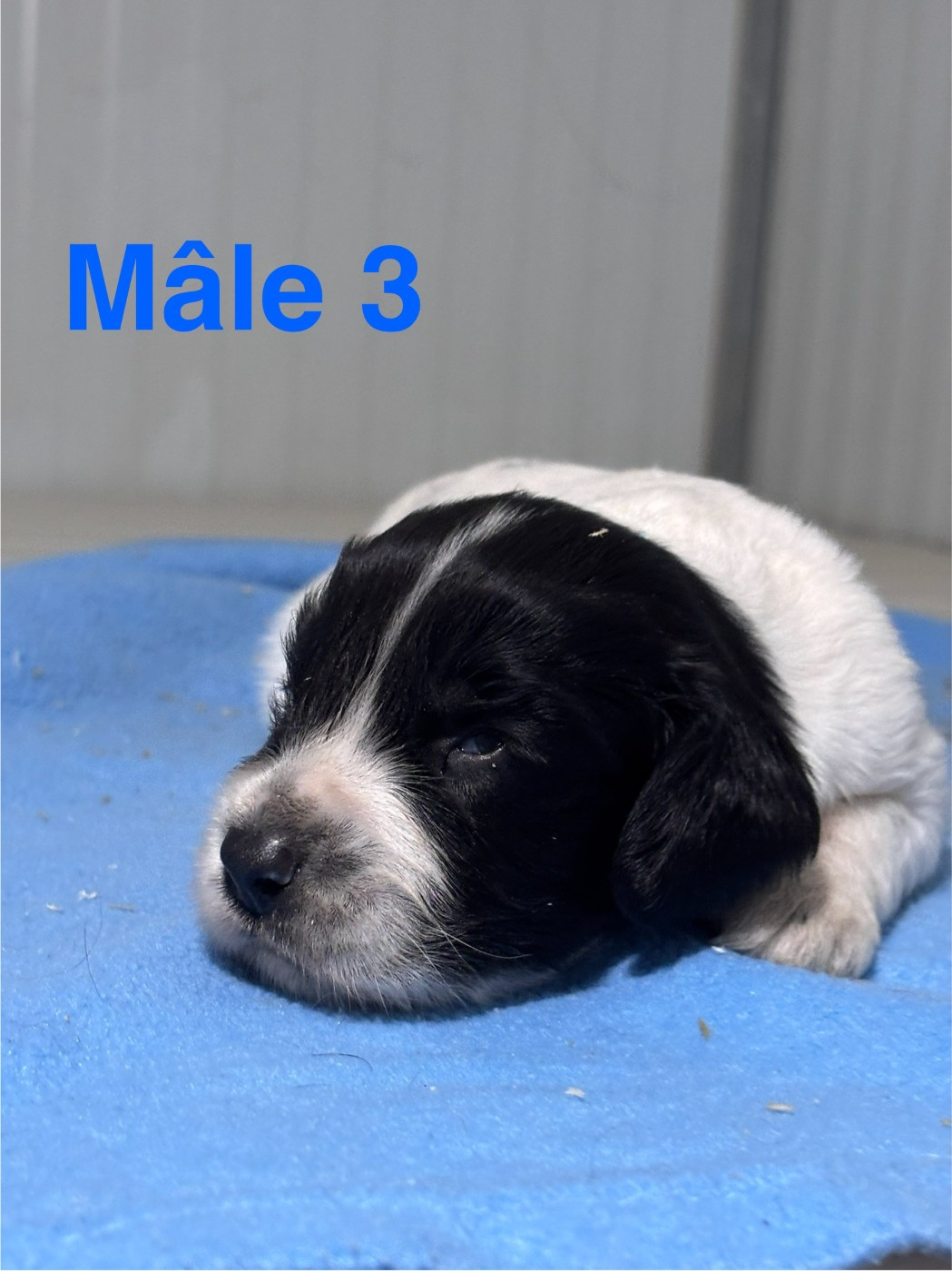 Sologne Hunters's - Chiots disponibles - English Springer Spaniel