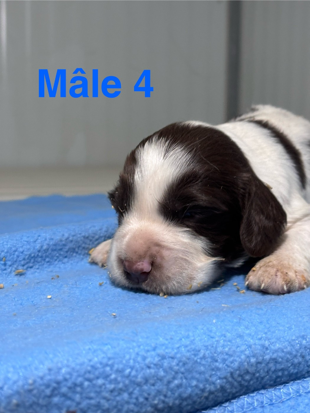 Sologne Hunters's - Chiots disponibles - English Springer Spaniel