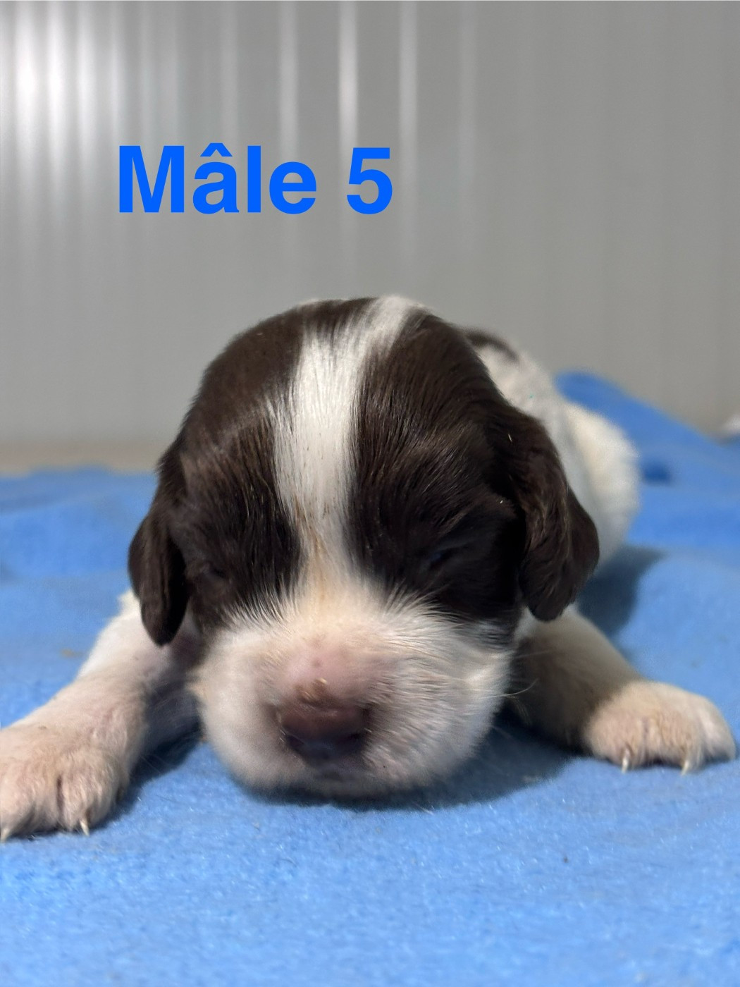 Sologne Hunters's - Chiots disponibles - English Springer Spaniel