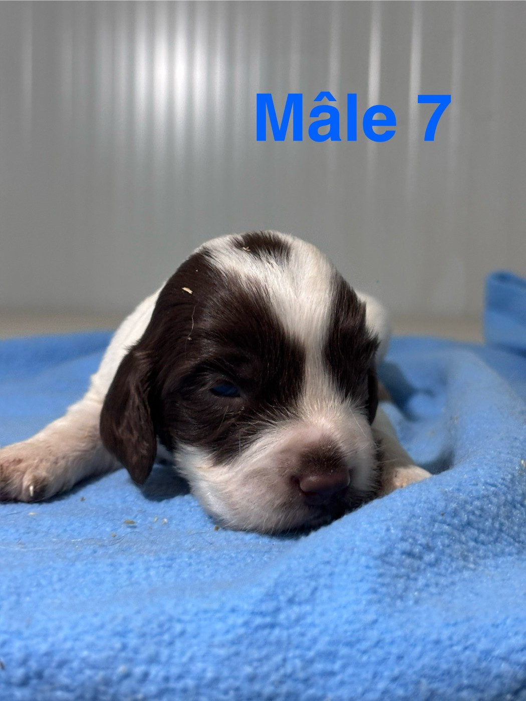 Sologne Hunters's - Chiots disponibles - English Springer Spaniel
