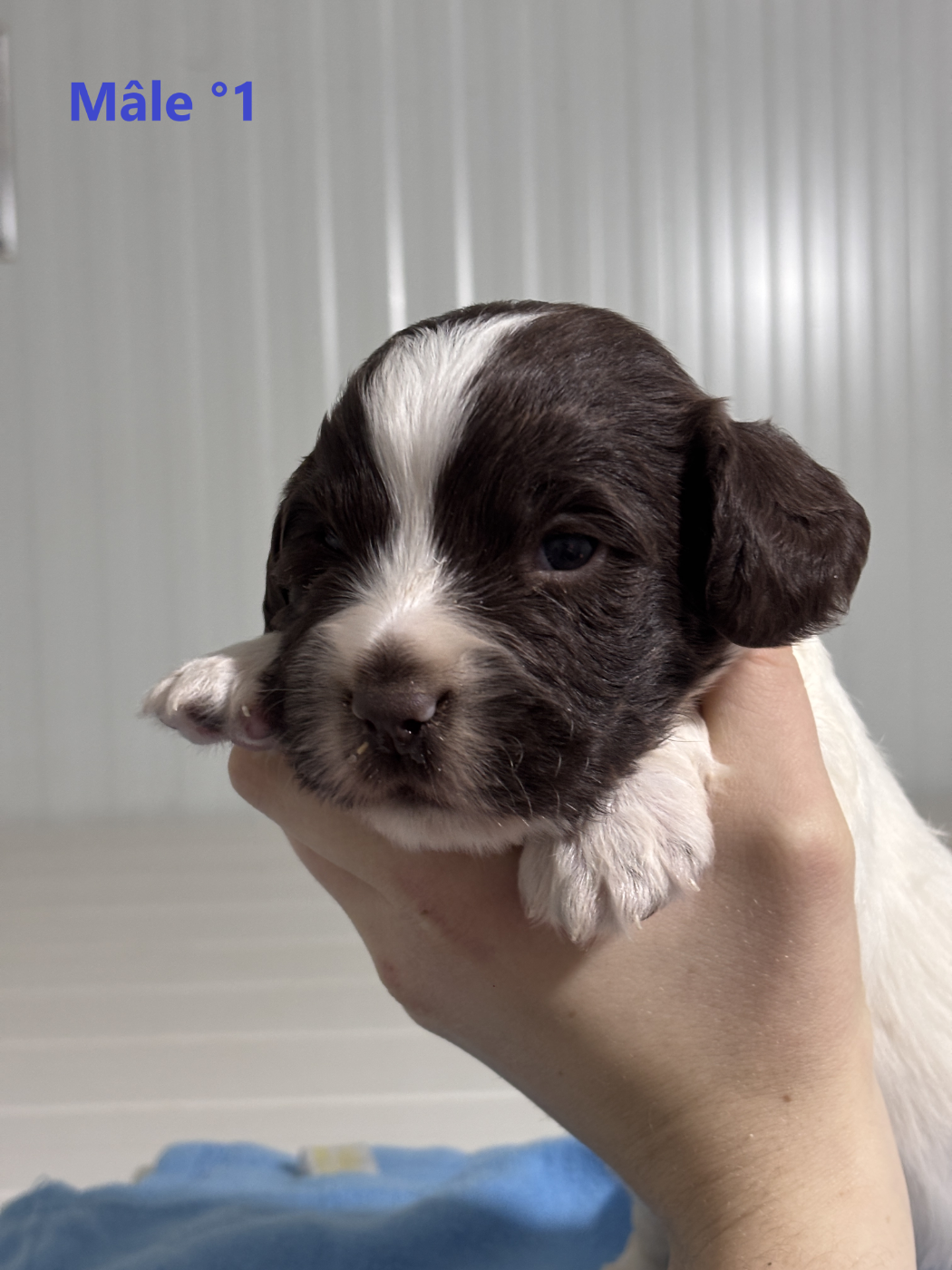Sologne Hunters's - Chiots disponibles - English Springer Spaniel