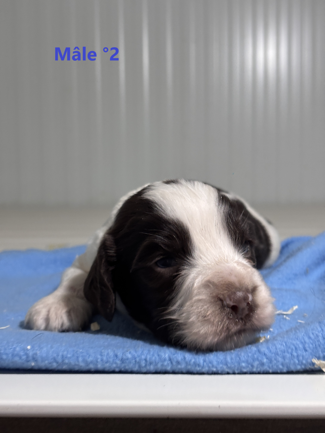 Sologne Hunters's - Chiots disponibles - English Springer Spaniel