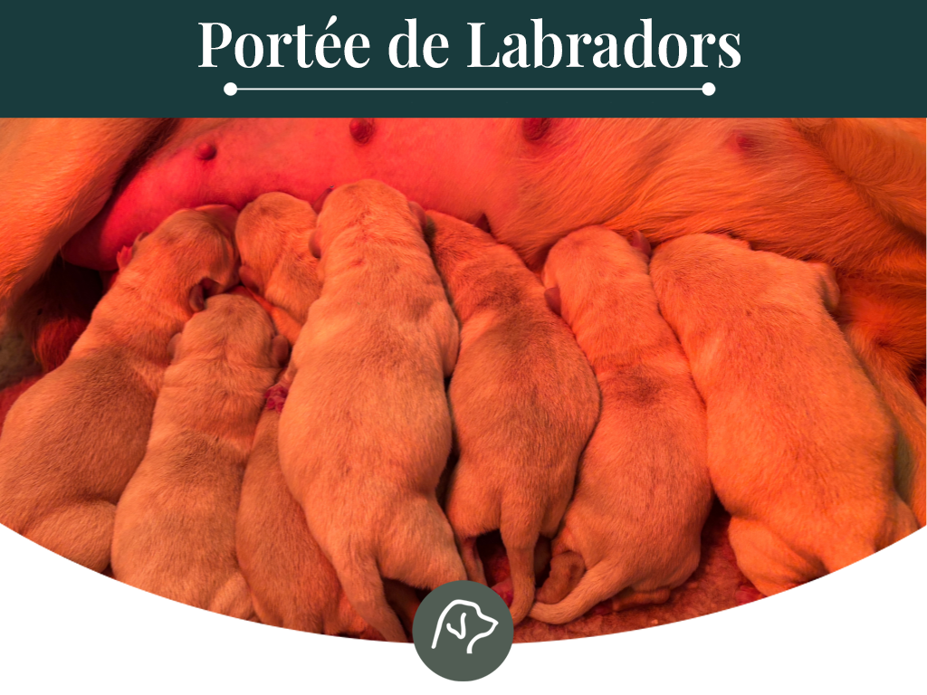 Sologne Hunters's - Labrador Retriever - Portée née le 02/02/2026
