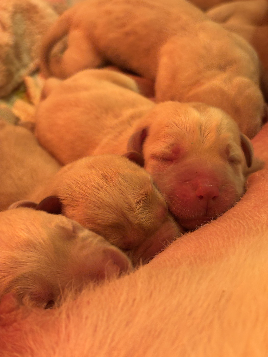 Sologne Hunters's - Chiots disponibles - Labrador Retriever