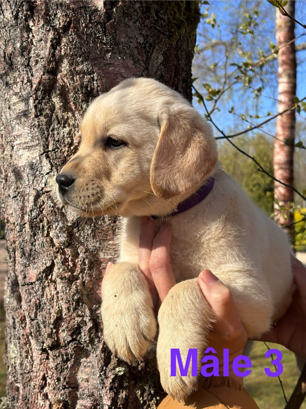 Sologne Hunters's - Chiots disponibles - Labrador Retriever