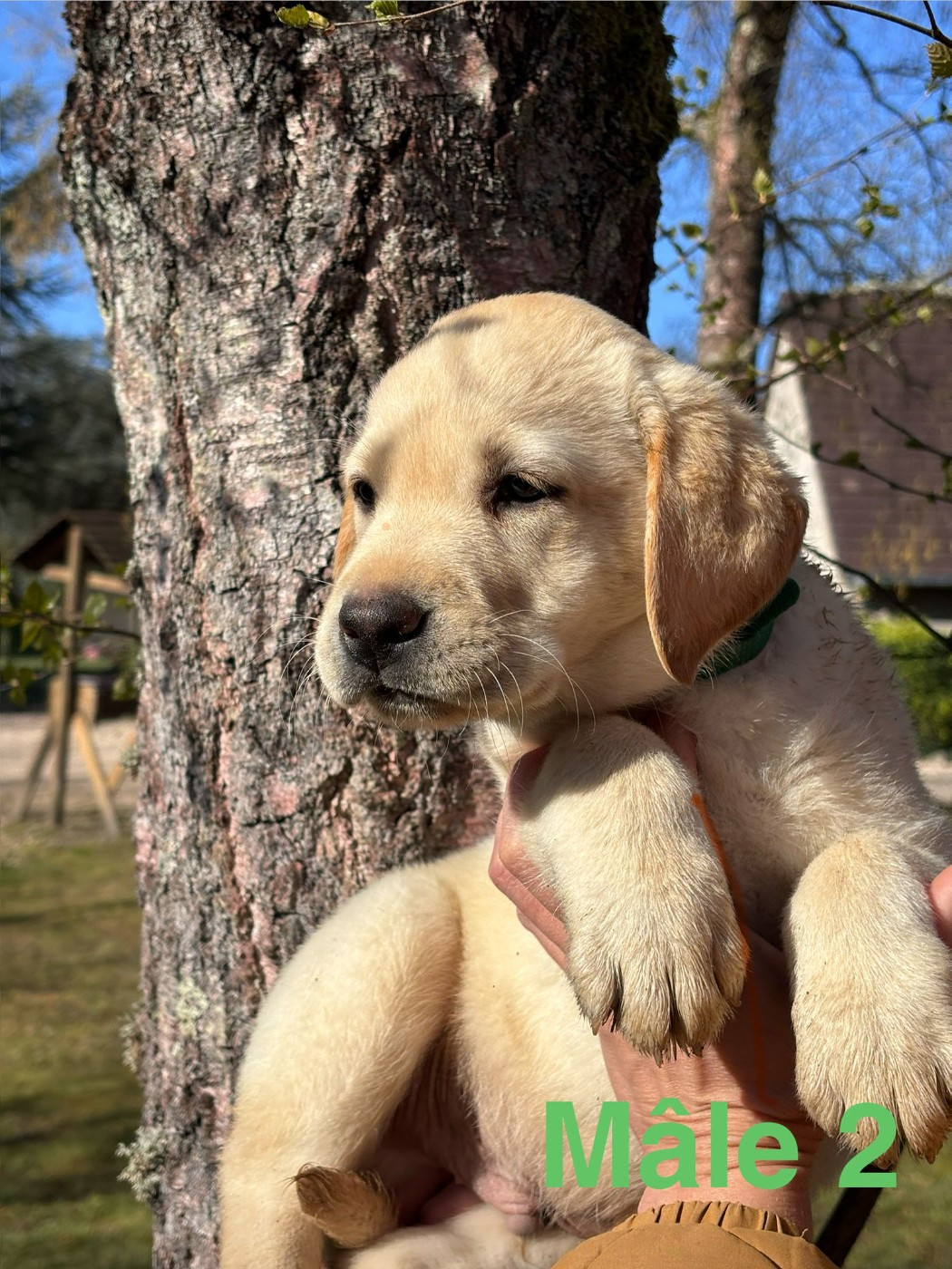 Sologne Hunters's - Chiots disponibles - Labrador Retriever